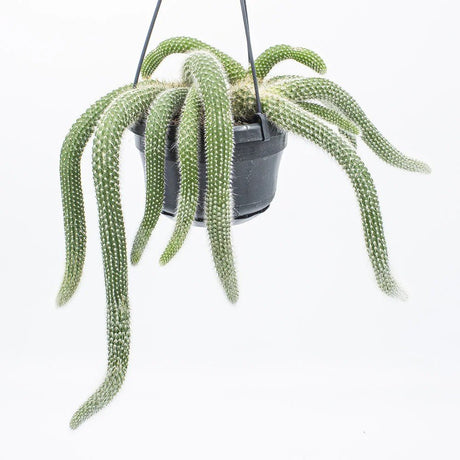 Cactus Coada de Maimuta (Hildewintera) - 25 cm