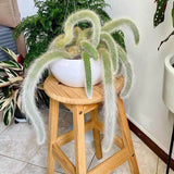 Cactus Coada de Maimuta (Hildewintera) - 25 cm