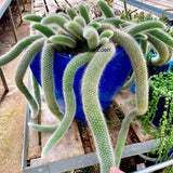 Cactus Coada de Maimuta (Hildewintera) - 25 cm