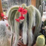 Cactus Coada de Maimuta (Hildewintera) - 25 cm