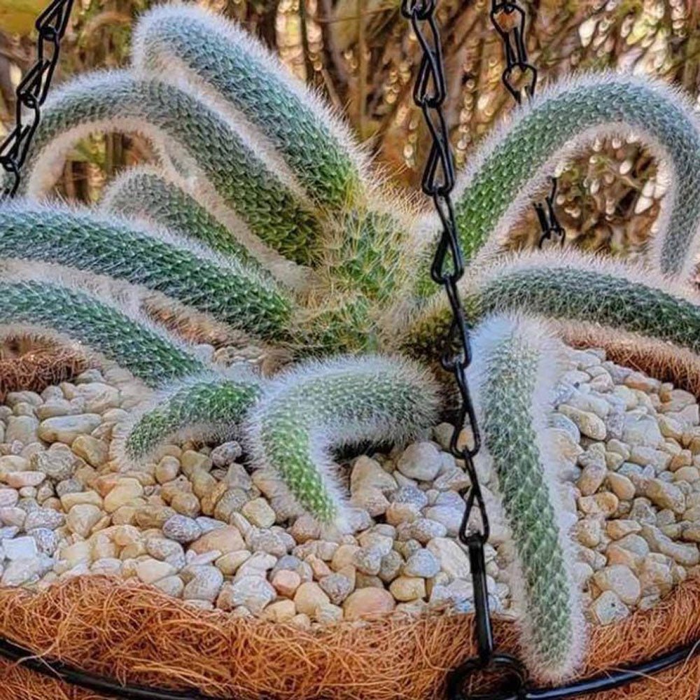 Cactus Coada de Maimuta (Hildewintera) - 25 cm
