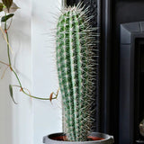 Cactus Gigant Mexican Pachycereus pringlei