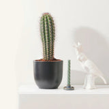 Cactus Gigant Mexican Pachycereus pringlei