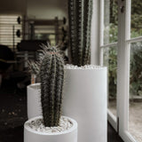 Cactus Gigant Mexican Pachycereus pringlei