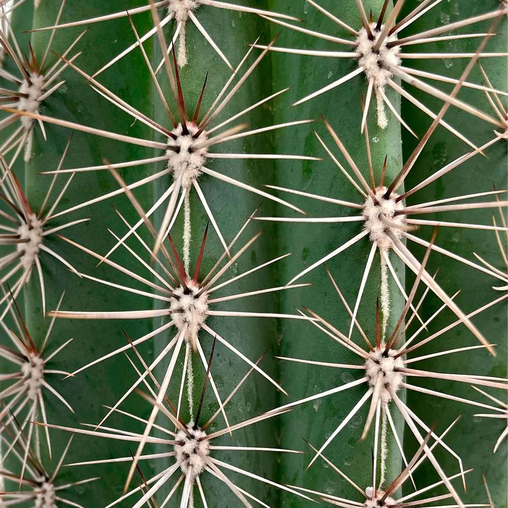 Cactus Gigant Mexican Pachycereus pringlei