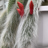 Cactus Coada de Maimuta (Hildewintera) - 25 cm