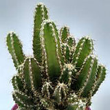 Cactus Peruvianus Florida - 15 cm