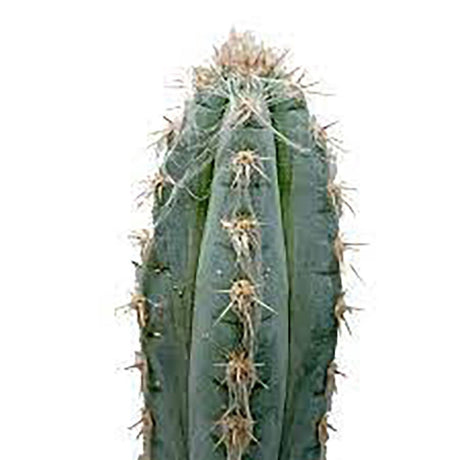 Cactus Pilosocereus Go - 30 cm