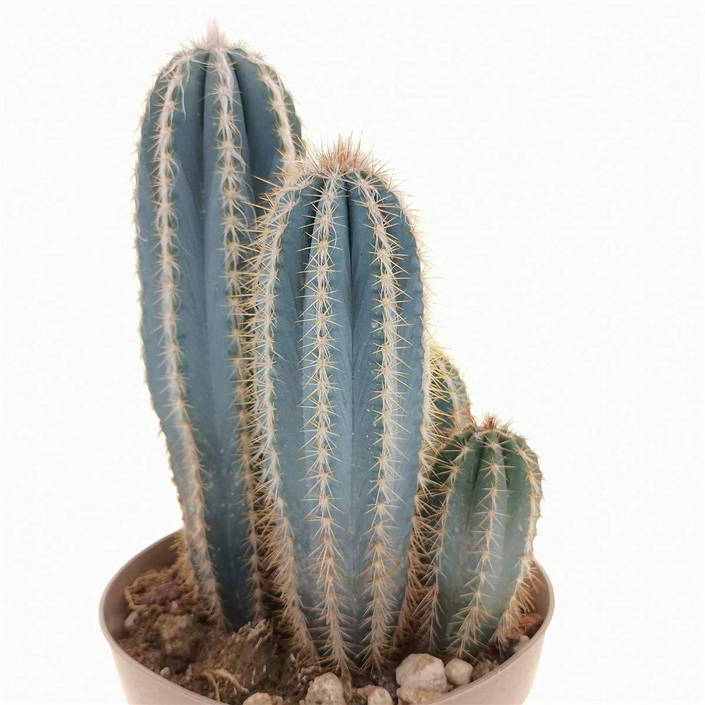 Cactus Pilosocereus Go - 30 cm