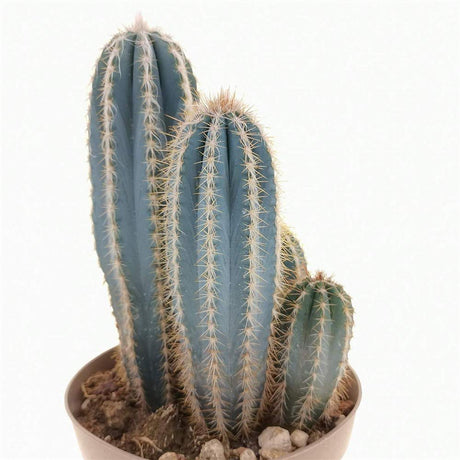 Cactus Pilosocereus Go - 30 cm