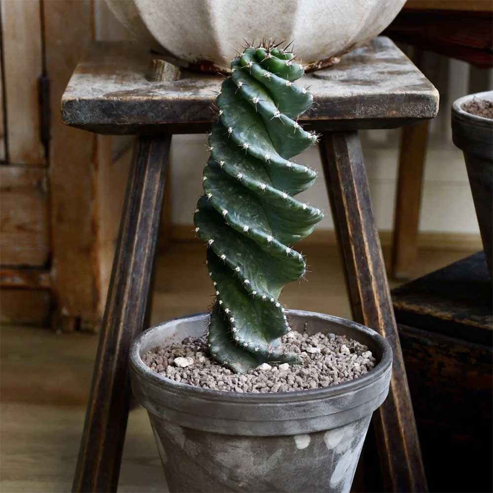 Cactus Tirbuson (Cereus Spirales)