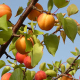Cais (Prunus armeniaca), cu fructe dulci galbene