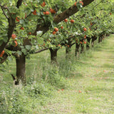 Cais (Prunus armeniaca), cu fructe dulci galbene