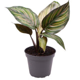 Calathea Beauty Star - 12 cm
