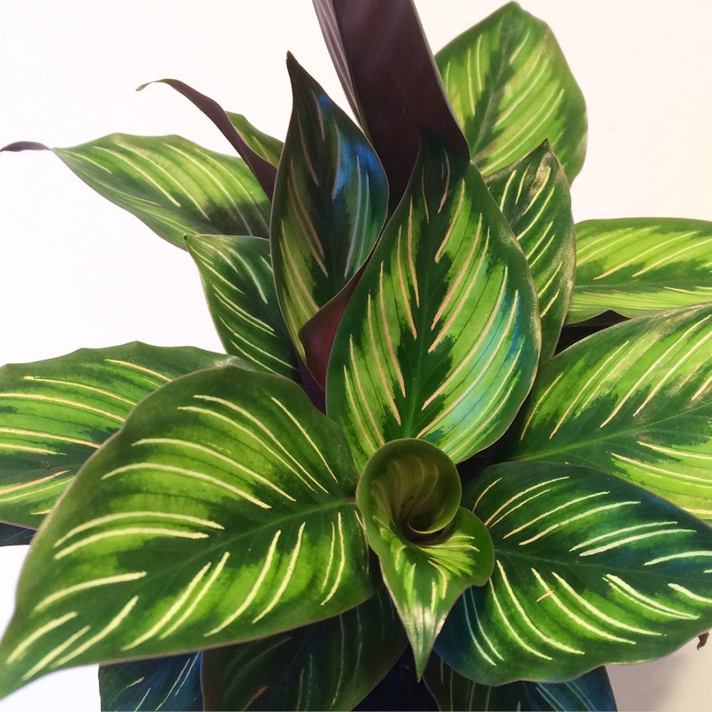 Calathea Beauty Star - 35 cm