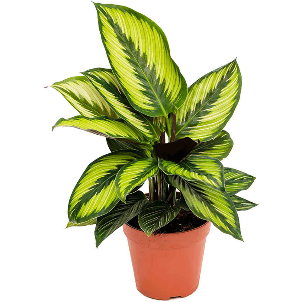 Calathea Beauty Star - 35 cm