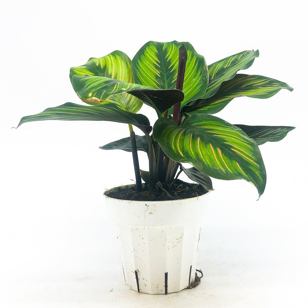 Calathea Beauty Star - 35 cm