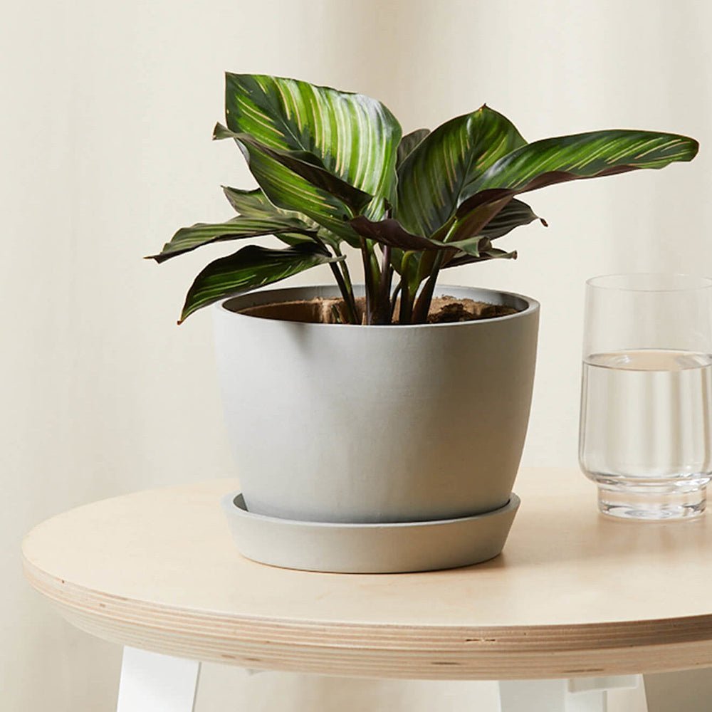 Calathea Beauty Star - 35 cm