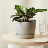 Calathea Beauty Star - 35 cm