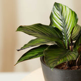 Calathea Beauty Star - 35 cm