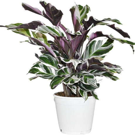 Planta Paun Calathea Fusion White, cu frunze Tricolor - 60 cm