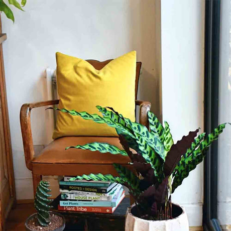 Calathea Insignis (Lancifolia) - 30-40 cm