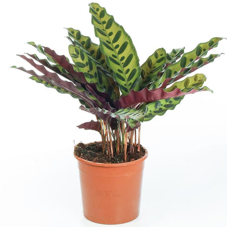 Calathea Insignis (Lancifolia) - 30-40 cm
