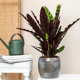 Calathea Insignis - 55 cm