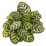 Calathea Makoyana - 80 cm