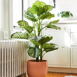 Calathea Orbifolia - 45 cm