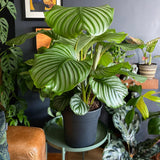 Calathea Orbifolia - 45 cm