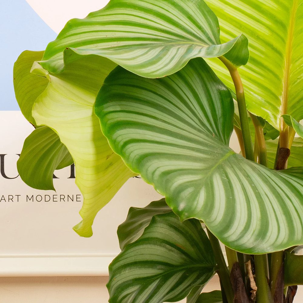 Calathea Orbifolia - 75-85 cm