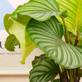 Calathea Orbifolia - 75-85 cm