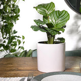 Calathea Orbifolia - 75-85 cm