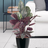 Planta Care Se Roaga (Calathea Ornata) - 45 cm