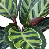 Calathea Rosea - 30 cm