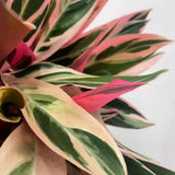 Calathea Tricolor Triostar (Stromanthe sanguinea Triostar) - 80 cm