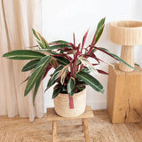 Calathea Tricolor Triostar (Stromanthe sanguinea Triostar) - 80 cm