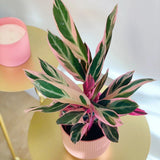 Calathea Tricolor Triostar (Stromanthe sanguinea Triostar) - 40 cm