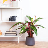 Calathea Tricolor Triostar (Stromanthe sanguinea Triostar) - 40 cm