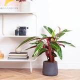 Calathea Tricolor Triostar (Stromanthe sanguinea Triostar) - 80 cm