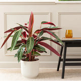 Calathea Tricolor Triostar (Stromanthe sanguinea Triostar) - 80 cm