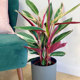 Calathea Tricolor Triostar (Stromanthe sanguinea Triostar) - 80 cm