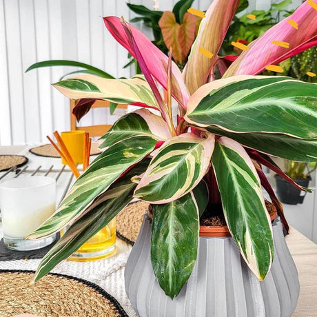 Calathea Tricolor Triostar (Stromanthe sanguinea Triostar) - 80 cm