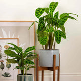 Calathea Zebrina - 80 cm