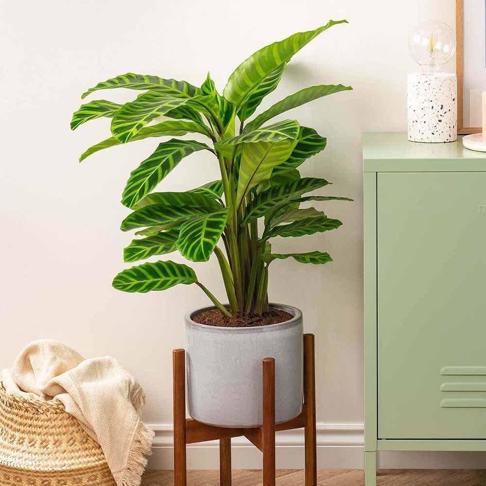 Calathea Zebrina - 80 cm