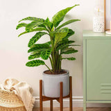 Calathea Zebrina - 80 cm