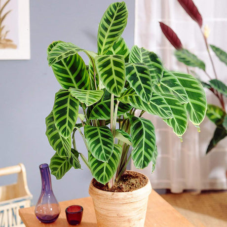 Calathea Zebrina - 40 cm