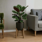 Planta care se Roaga Calathea Medallion, frunze elegante rotunde cu model simetric, verde si margini argintii, perfecta pentru orice decor interior - 80-90 cm