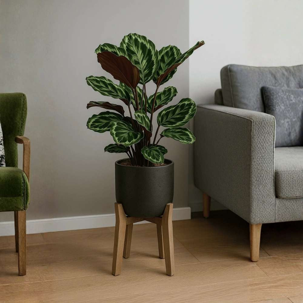 Planta care se Roaga Calathea Medallion, frunze elegante rotunde cu model simetric, verde si margini argintii, perfecta pentru orice decor interior - 80-90 cm